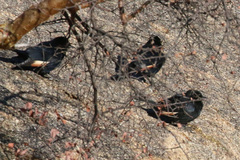 Onychognathus nabouroup