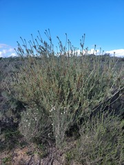 Leucadendron verticillatum