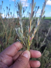 Leucadendron verticillatum