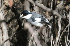 Lanioturdus torquatus