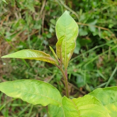 Cestrum elegans