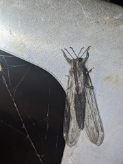 Acanthaclisini