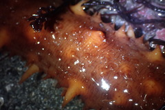 Apostichopus californicus