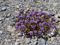 Phacelia pulchella