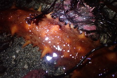 Apostichopus californicus