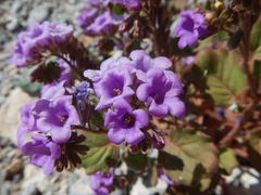 Phacelia pulchella