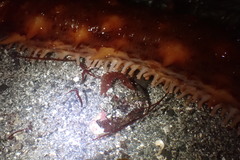 Apostichopus californicus