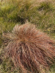 Carex tenuiculmis