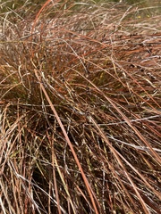 Carex tenuiculmis