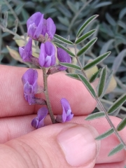 Astragalus palmeri