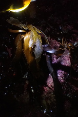 Eisenia arborea