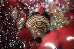 Calliostoma