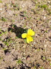 Moraea galaxia