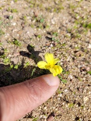 Moraea galaxia