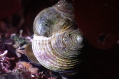 Calliostoma