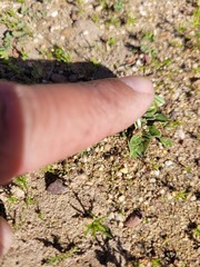 Moraea galaxia