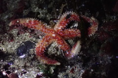 Orthasterias koehleri