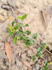 Podolobium procumbens