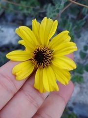 Encelia asperifolia