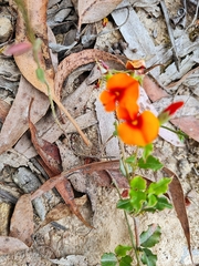 Podolobium procumbens