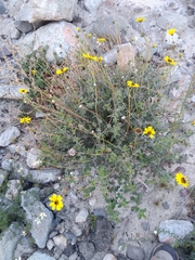 Encelia asperifolia