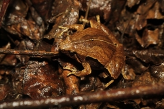 Microhyla achatina