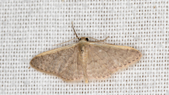 Idaea costaria