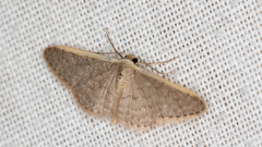 Idaea costaria