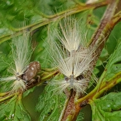 Scolypopa