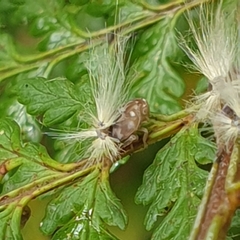 Scolypopa