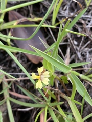 Goodenia pilosa