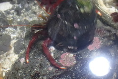 Pagurus hemphilli