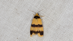 Stenoscaptia venusta