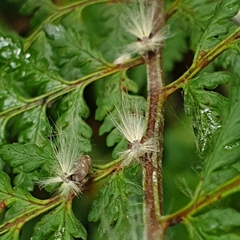 Scolypopa