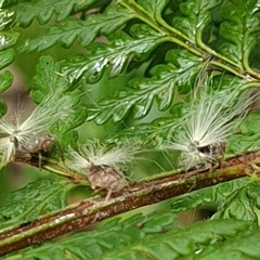 Scolypopa