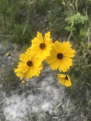 Coreopsis tinctoria