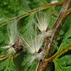 Scolypopa