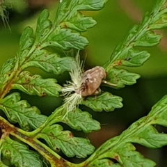 Scolypopa