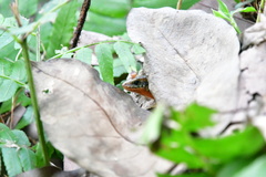 Ateuchosaurus chinensis