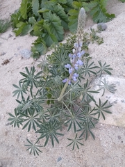 Lupinus excubitus