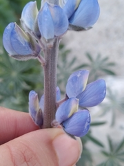 Lupinus excubitus