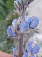 Lupinus excubitus