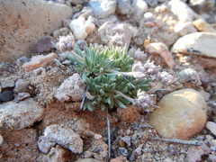 Eriogonum villiflorum