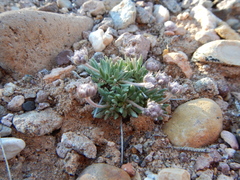 Eriogonum villiflorum