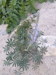 Lupinus excubitus