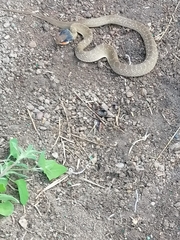 Crotaphopeltis hotamboeia