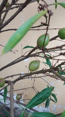 Magnoliopsida