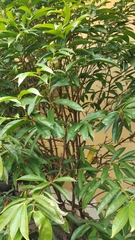 Magnoliopsida
