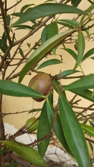 Magnoliopsida