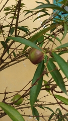 Magnoliopsida
